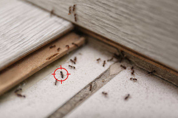 Best Pest Control Near Me  in Malone, FL